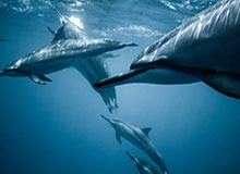 总得分历史前十！哈登：难以置信 我竟然有机会进入这个榜单